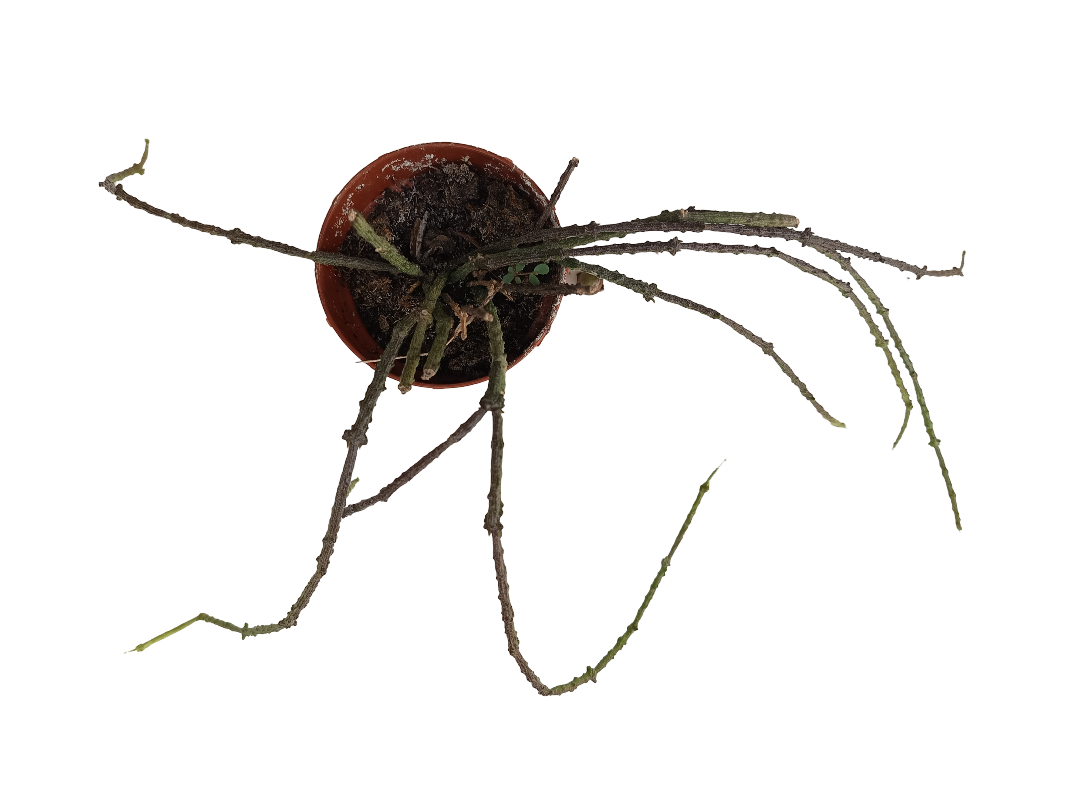 Cynanchum Marnerianum Planta Suculenta Colgante Rara_0