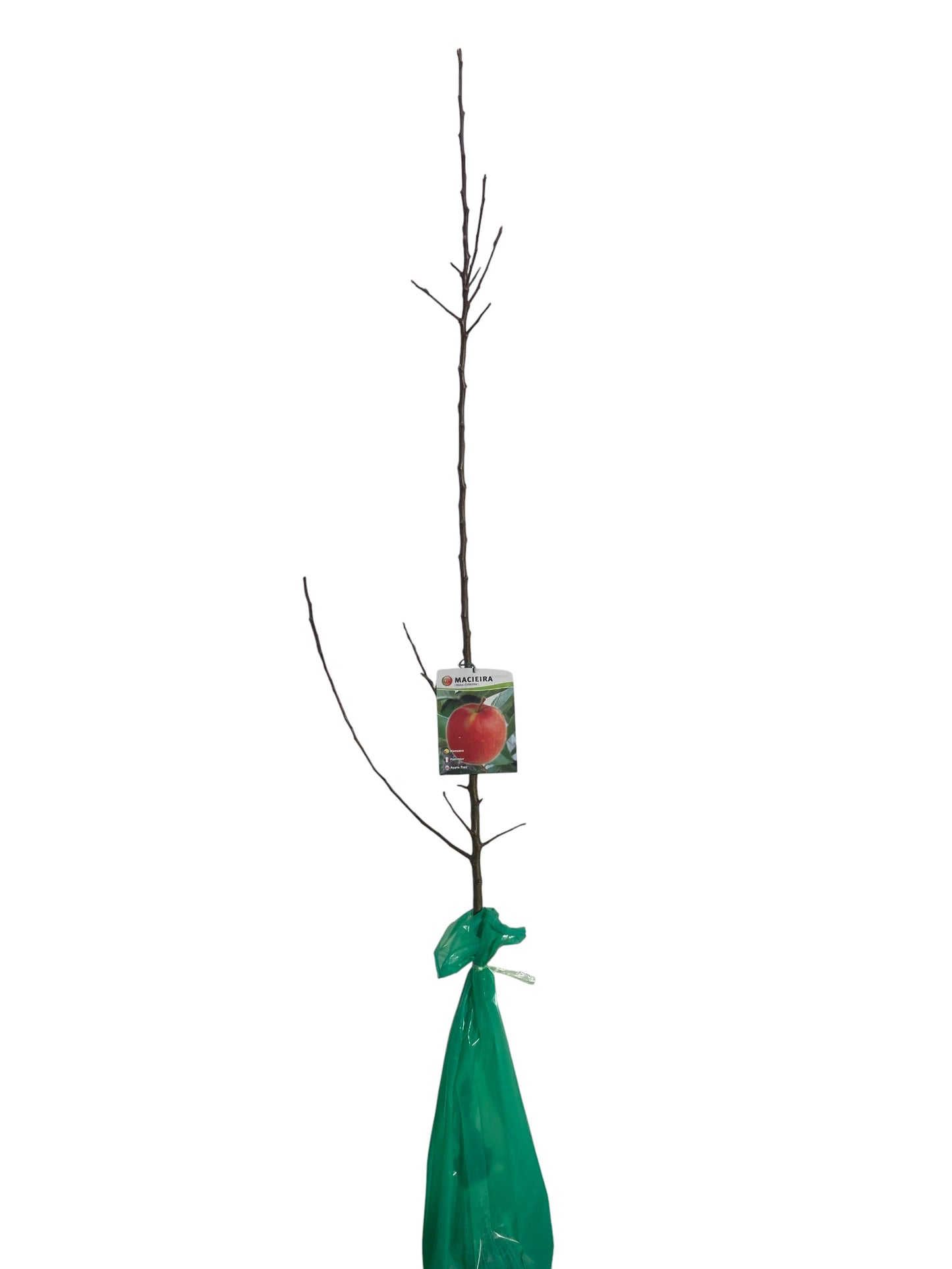 Frutal Manzano De Los Enamorados cepellón 140 CM_0