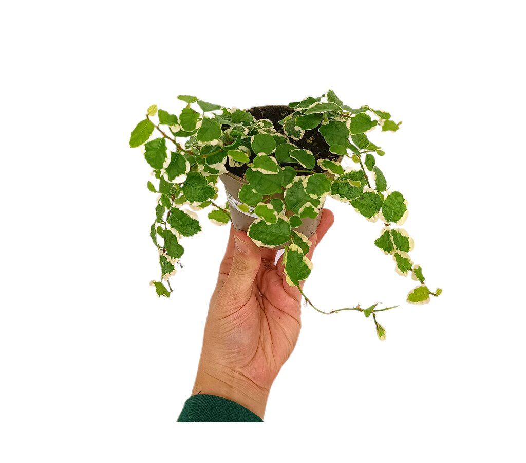 Ficus Pumila Sunny M8_0