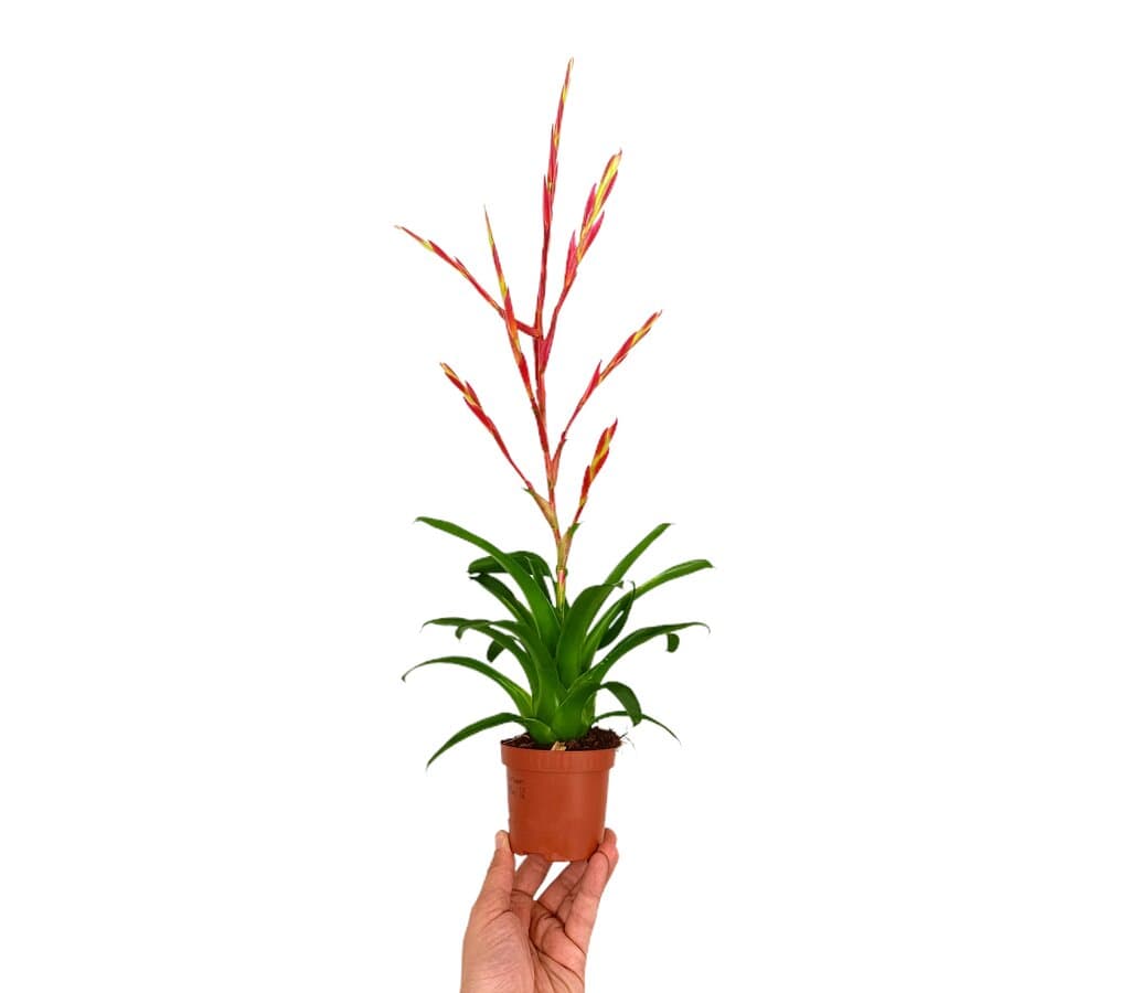 Aechmea Blanchetiana M9_0