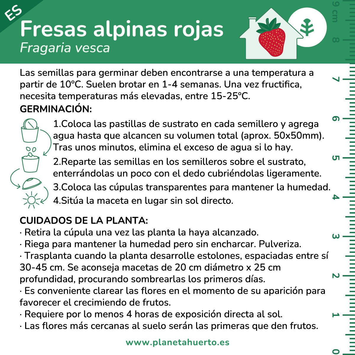 Kit de autocultivo de morangos vermelhos alpinos Planeta Huerto