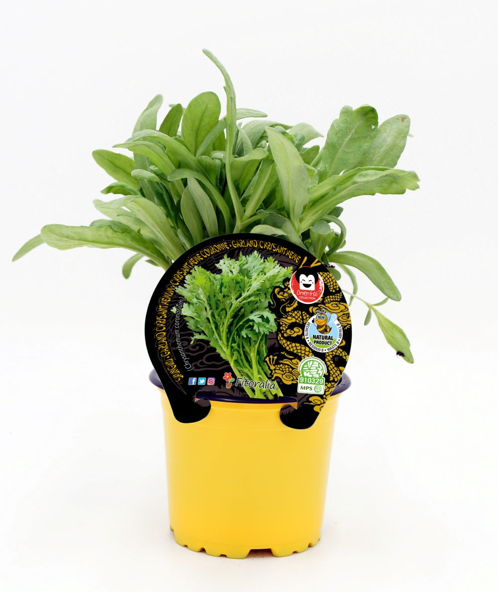 Plantón De Shungiku Natural En Maceta De 10,5 Cm. - Fitoralia_0