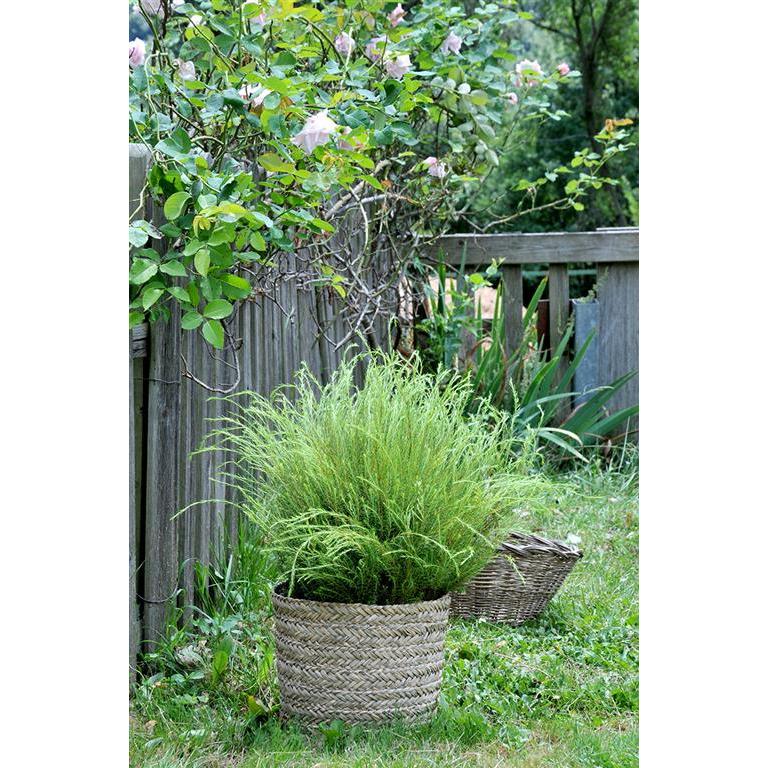 Cesta Rinia Natural Capa para Vaso 35x32cm