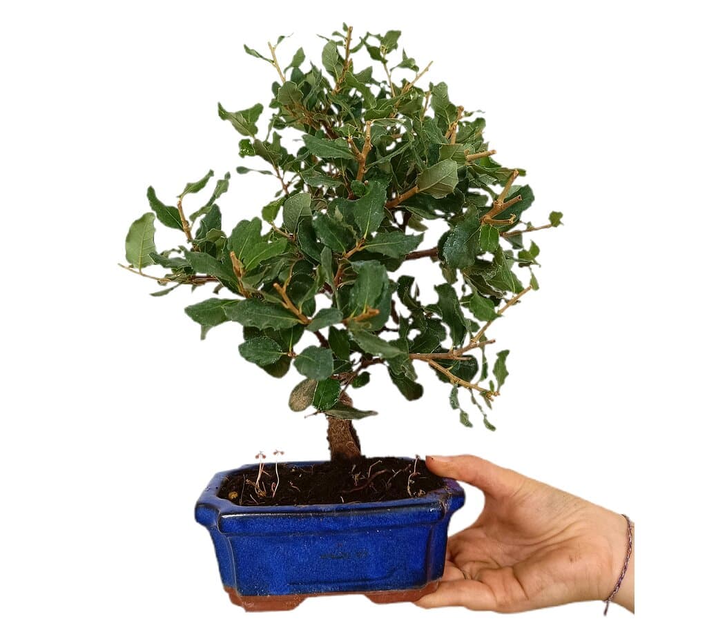 Bonsái Quercus Suber 7 Años (alcornoque Mediterráneo)_2