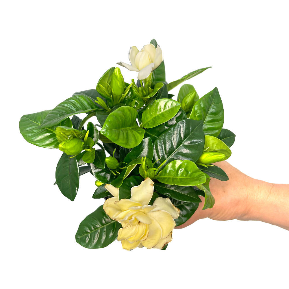 Gardenia Jasminoides M9_1