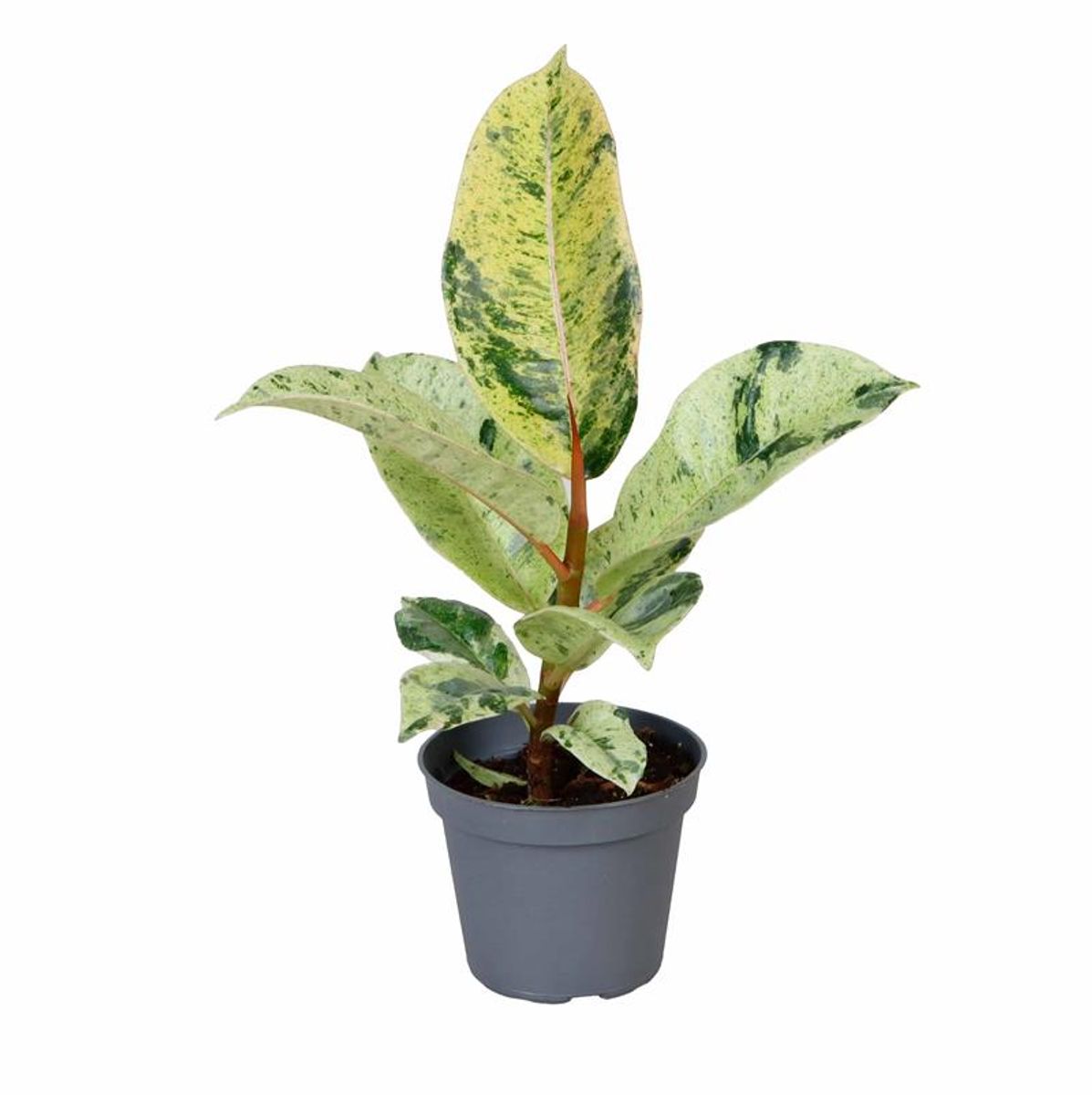 Ficus Shiverian Moonlight Planta De Interior Ø6_0