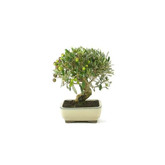 Bonsai Olea europaea 8 anos - OLIVEIRA