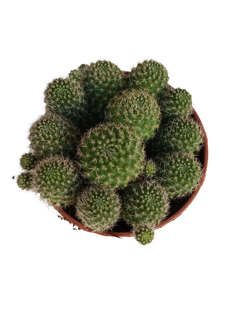 Rebutia Flavystila Cactus Flor Naranja Ø5_0