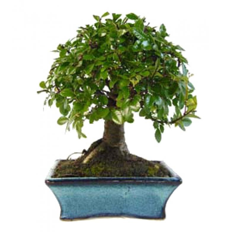 Bonsai Zelkova parvifolia 5 anos - Olmo Chinês