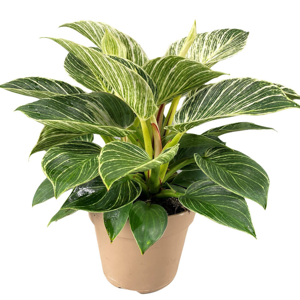 Philodendron White Birkin M14 35cm_0