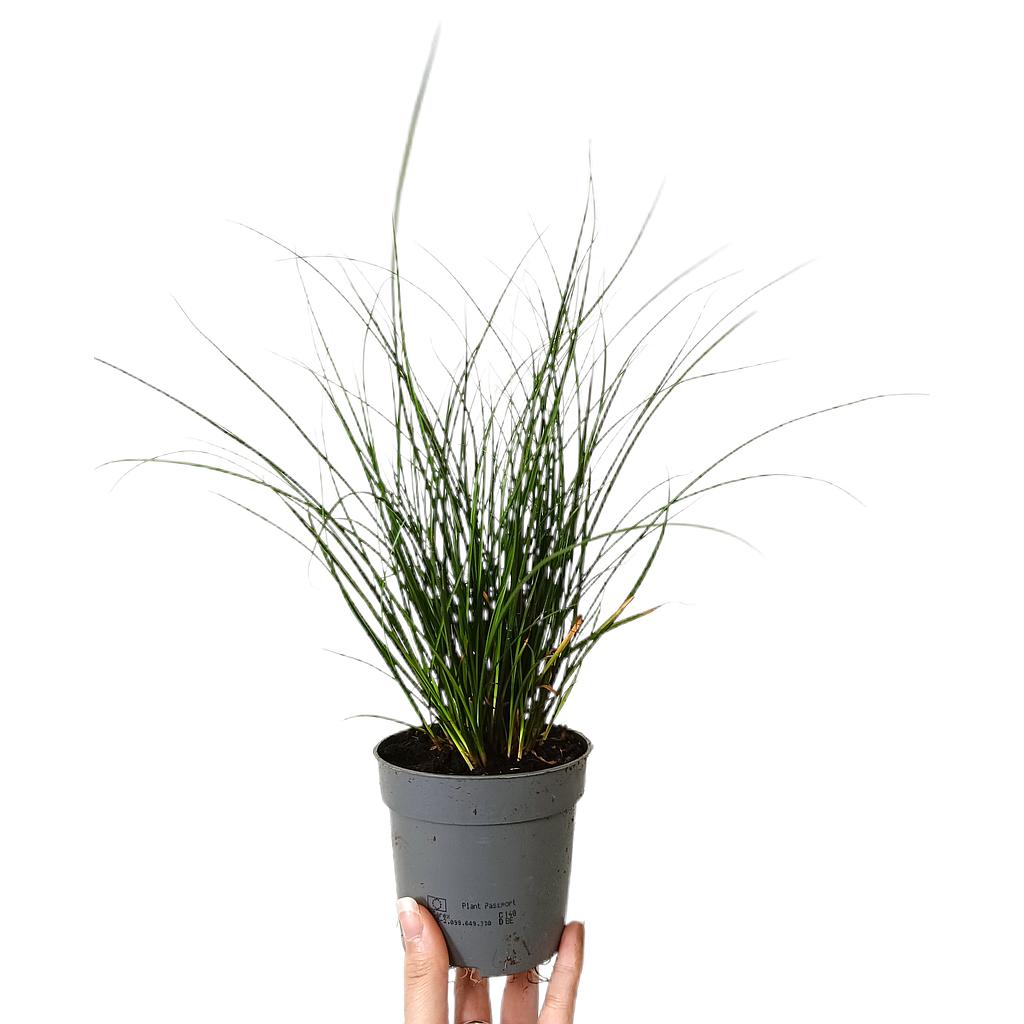 Carex Paniculata M10_0