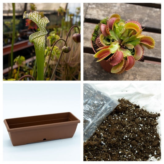 Vaso com Sarracenia e Dionaea Pacote de plantas carnívoras