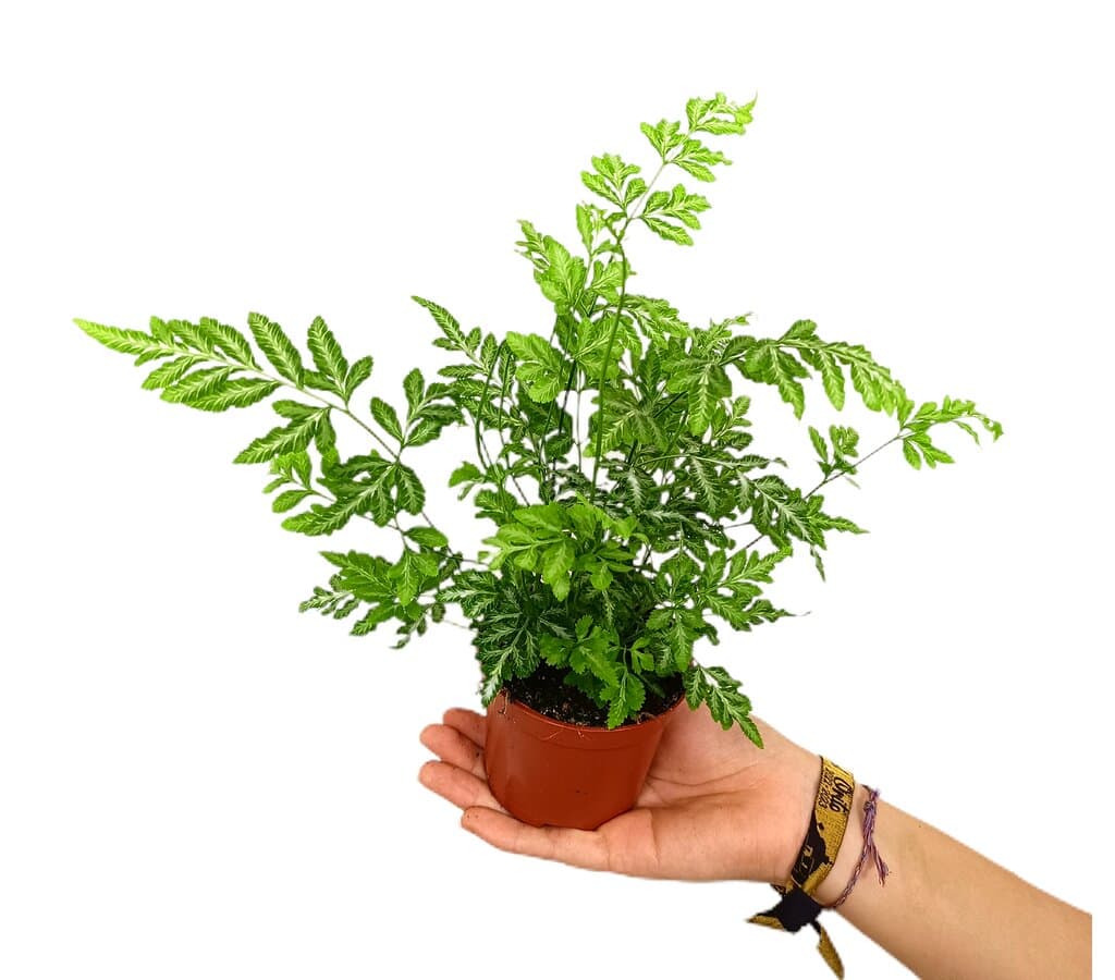 Pteris Evergemienis M8_0