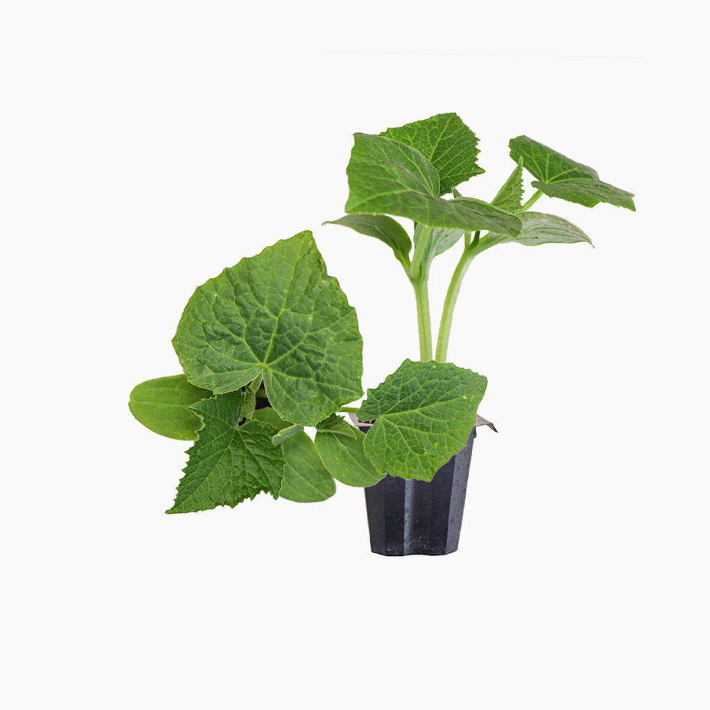 Plantón Pepino Tipo Español 2 Unidades - Plantabo_0