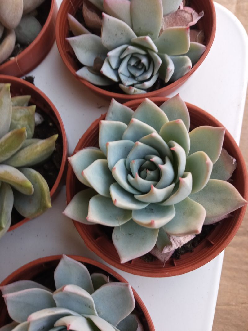 Echeveria Peacocki 5 Cm Suculenta Plantas Sol_0