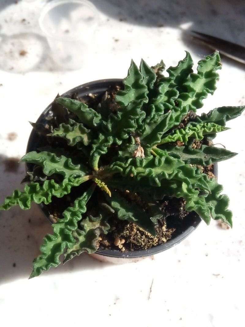 Euphorbia Decary Pequeñas Planta Suculenta Rara_0