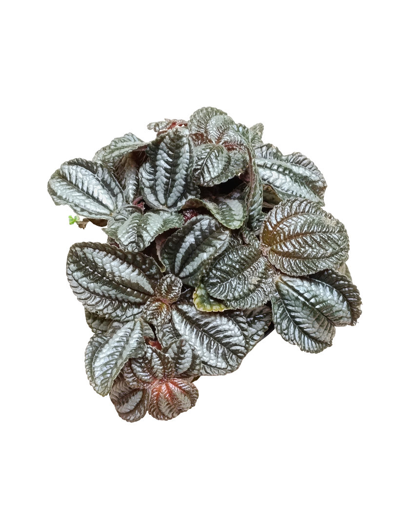 Pilea Norfolk Ø12 Planta De Interior Hoja Negra_0