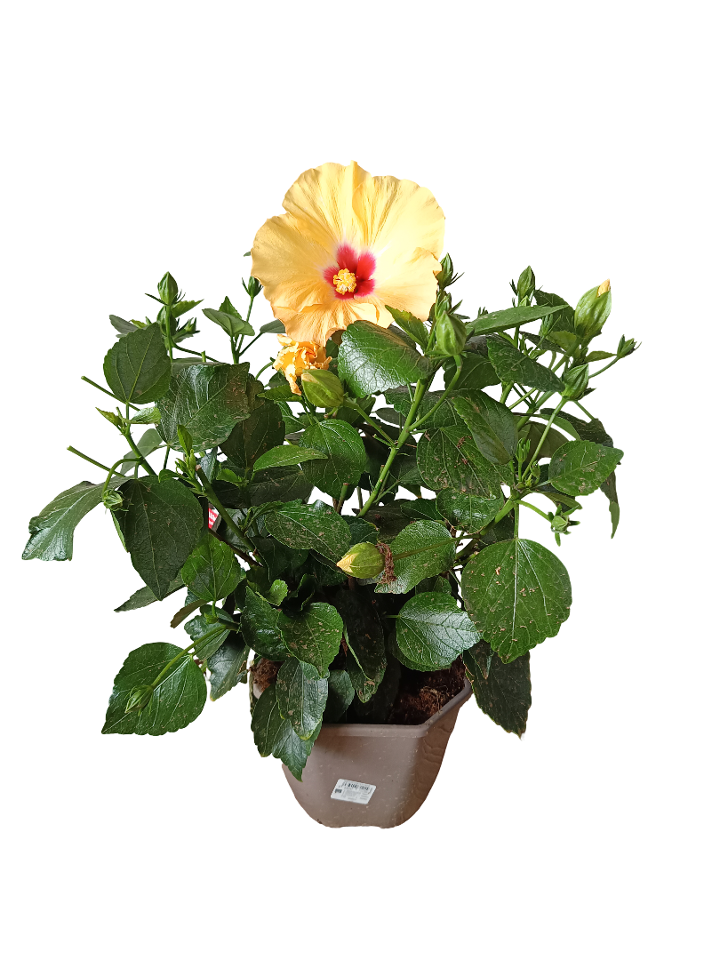 Hibiscus Arbustivo De Flor Surtida Ø14-40 Cm_1