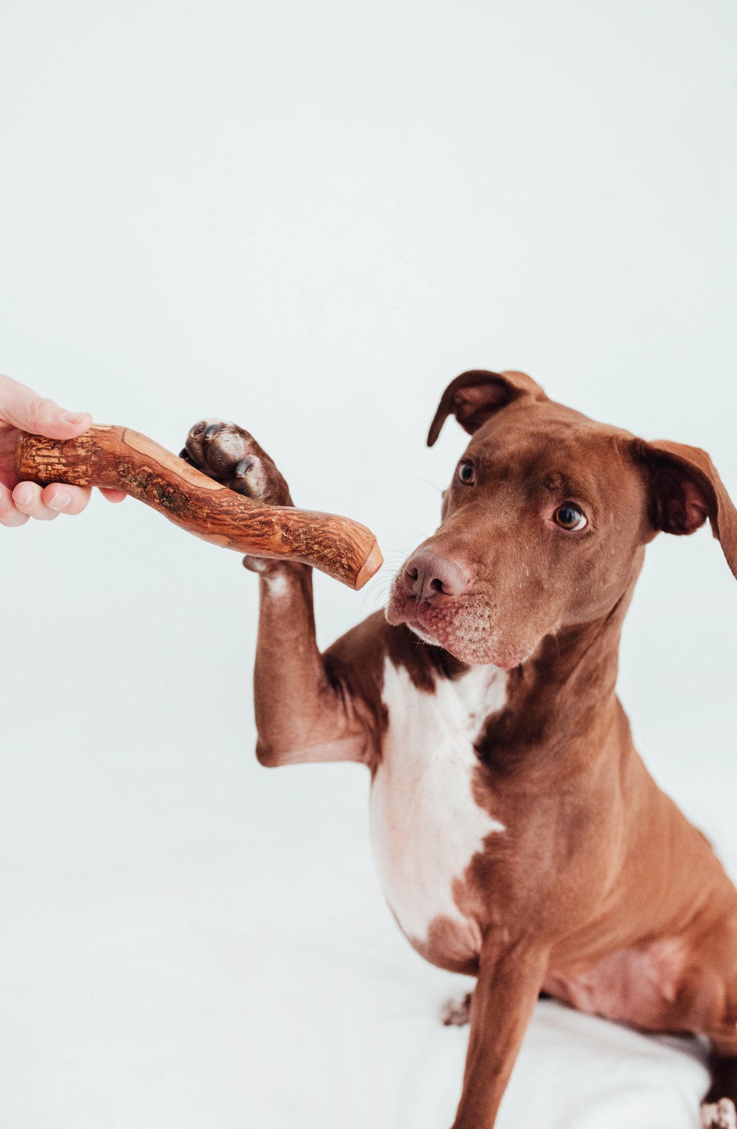 Bimorbox Cachorros Medianos Y Grandes – Pack Ahorro Con Juguete, Mordedor De Olivo Y Snacks Sin Aditivos