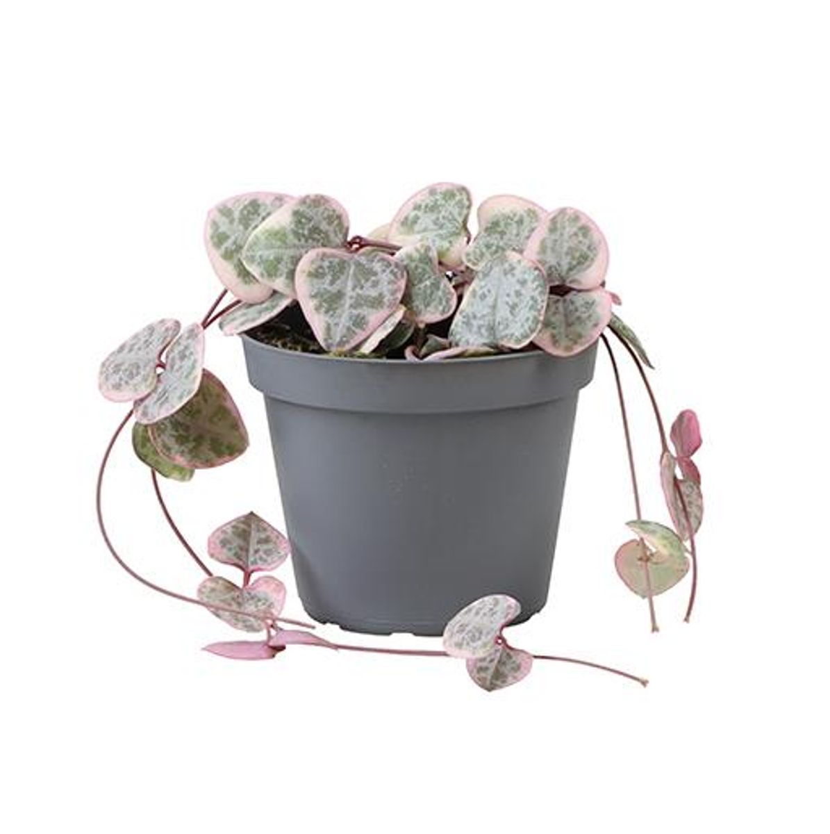 Planta Natural Ceropegia Woodii 'variegata' 1 Ud Ø 6 Alt. 10_0