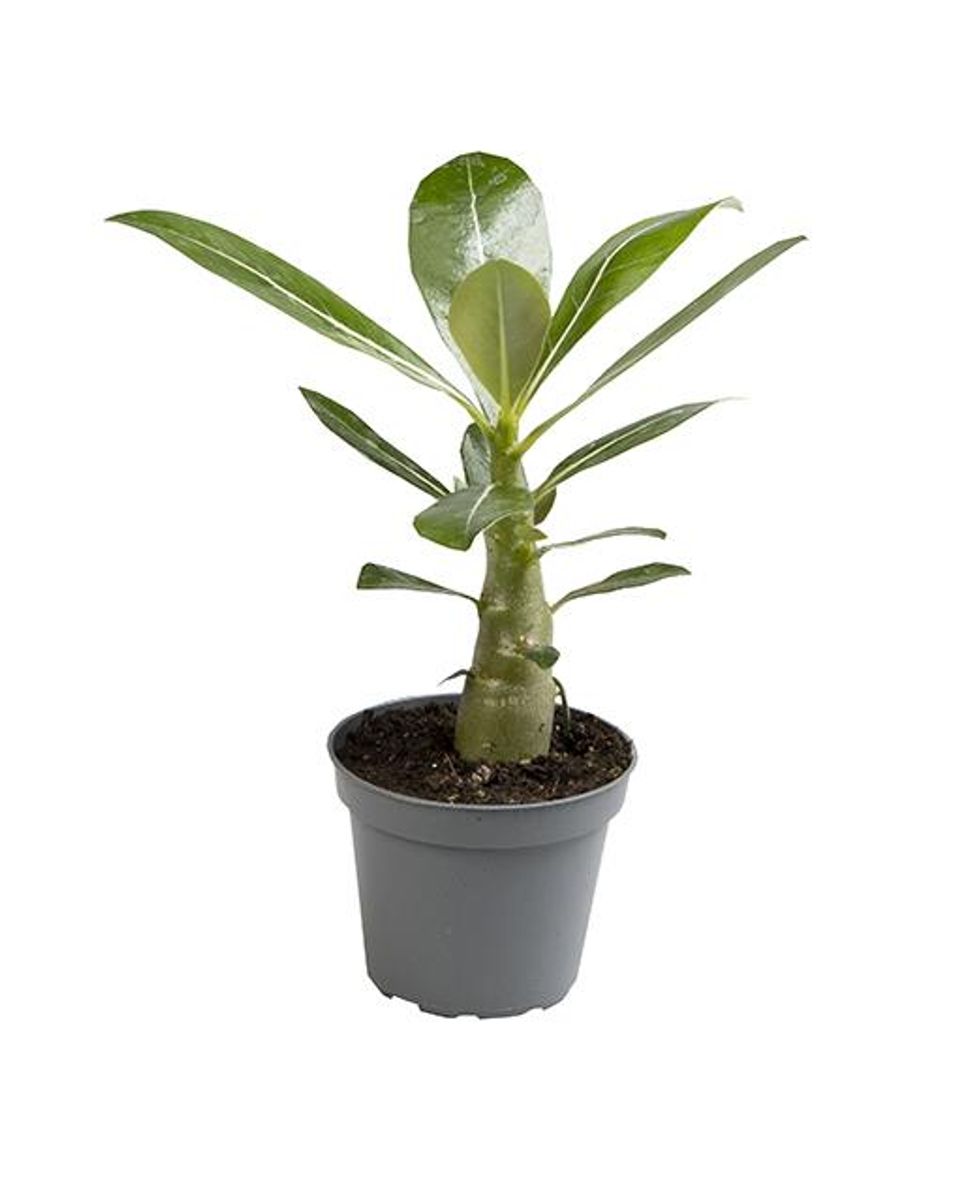 Adenium Obesum Mini Ø6 Planta Suculenta Flor No Identificada_0