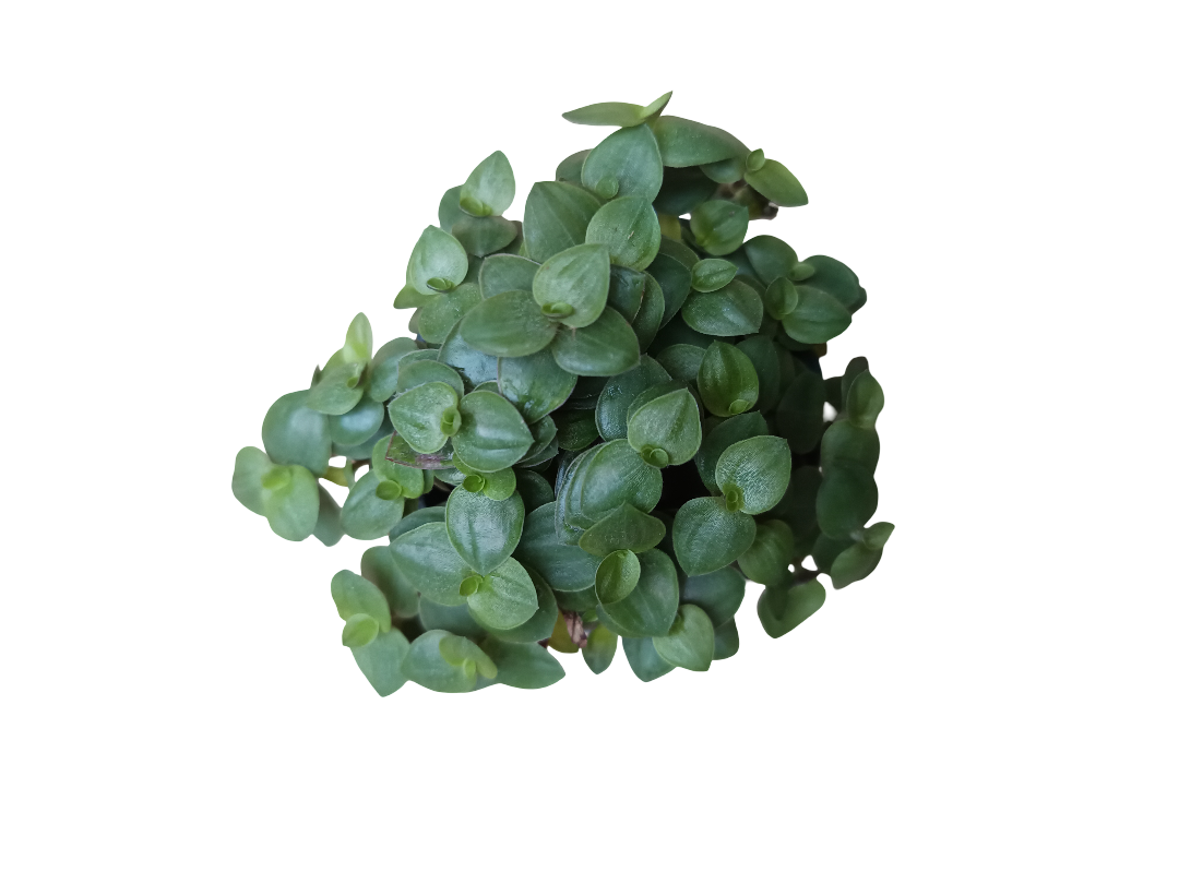 Tradescantia Minima Callisia Repens Planta De Interior Colgante Ø5_0