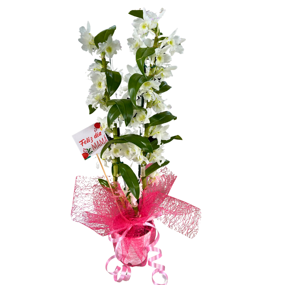 Orquídea Dendrobium Especial Para Regalo M12_0