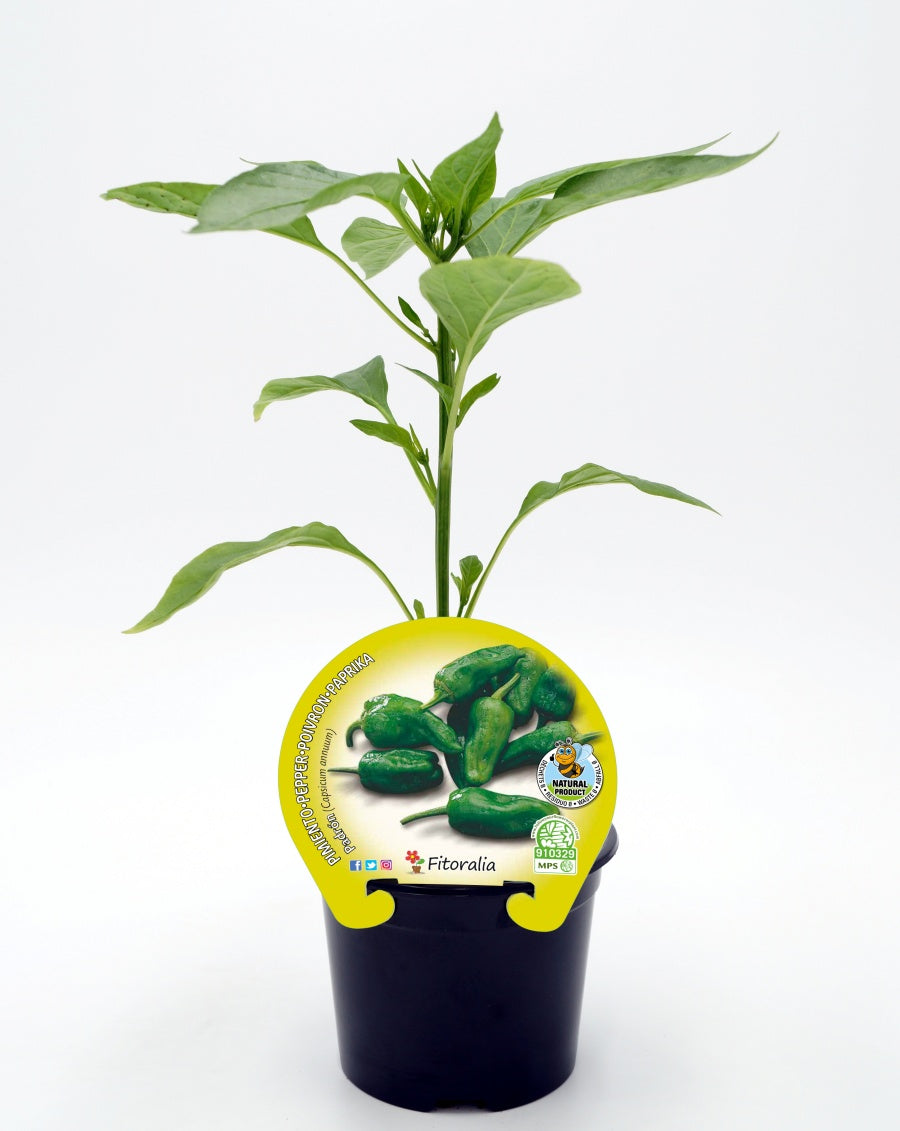 Plantón Pimiento Padrón En Maceta 10,5 Cm. Natural - Fitoralia_0