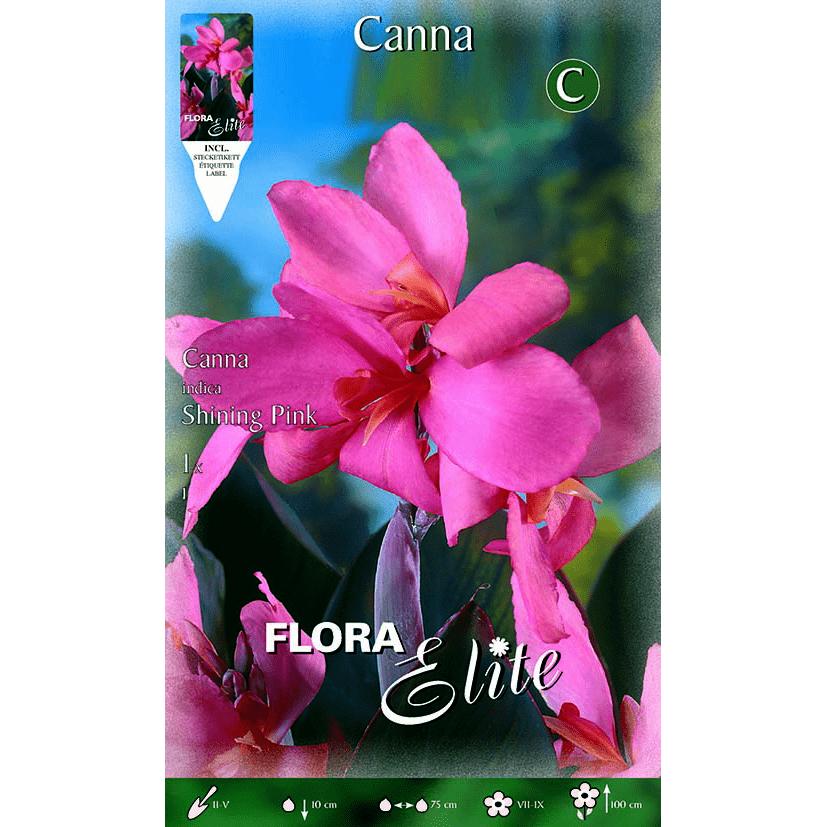 Bolbo de Canna rosa com folhas verdes 1 unidade