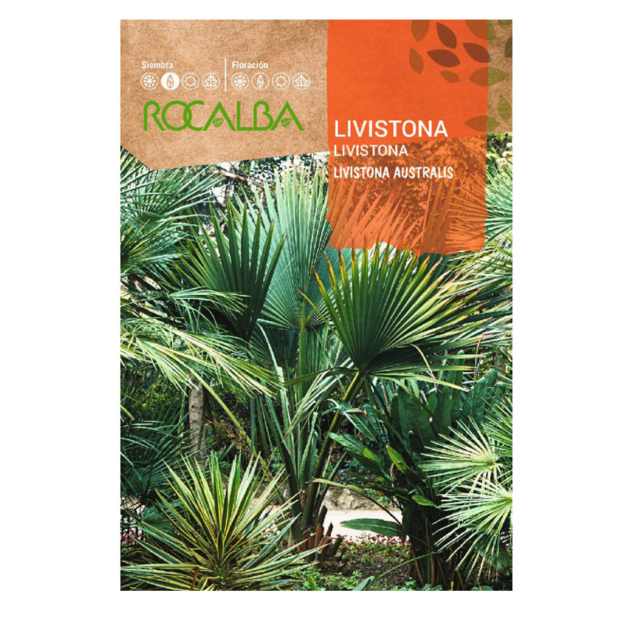Sementes de palmeira Livistona e Rocalba