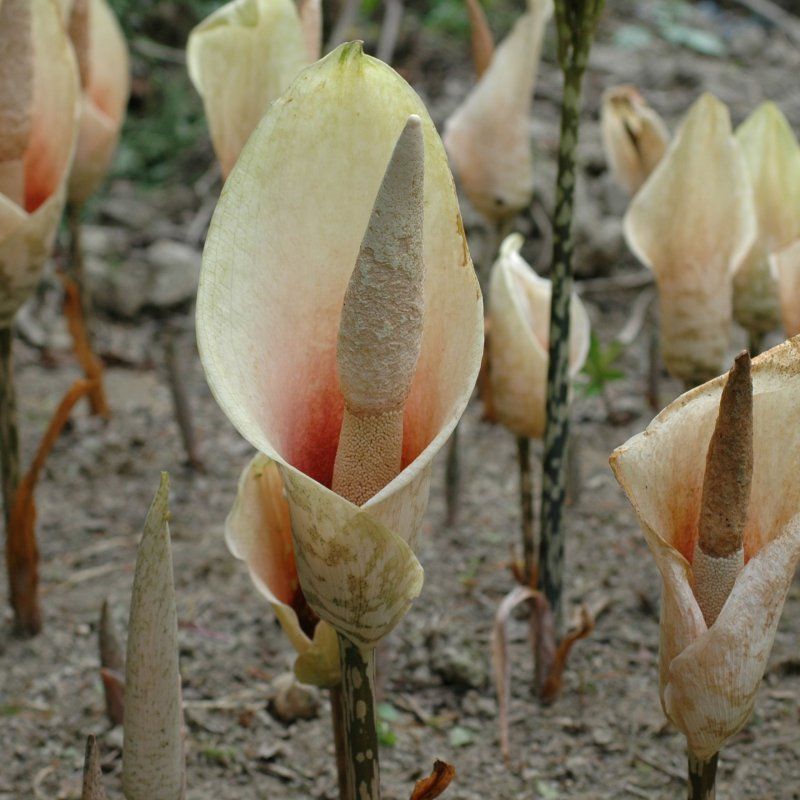 1 Bulbo Amorphophallus Bulbifer Planta Rara_0