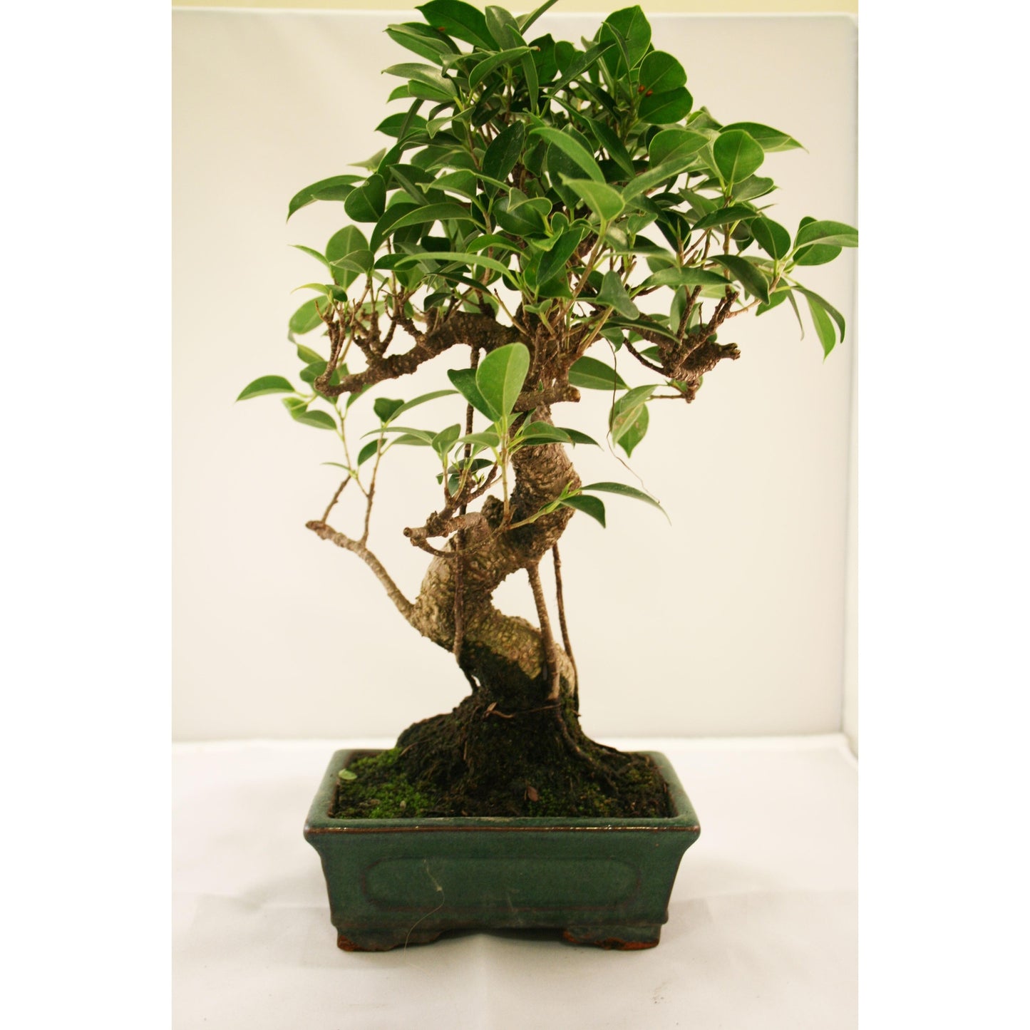 Bonsai Ficus retusa 6 anos