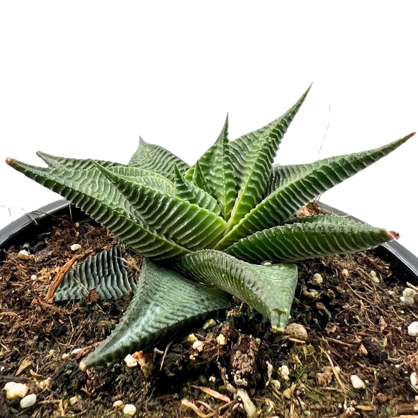 Haworthia Limifolia ‘twister’; Planta Suculenta Espiralada; Curiosarium; Maceta 10,5 Cm_1