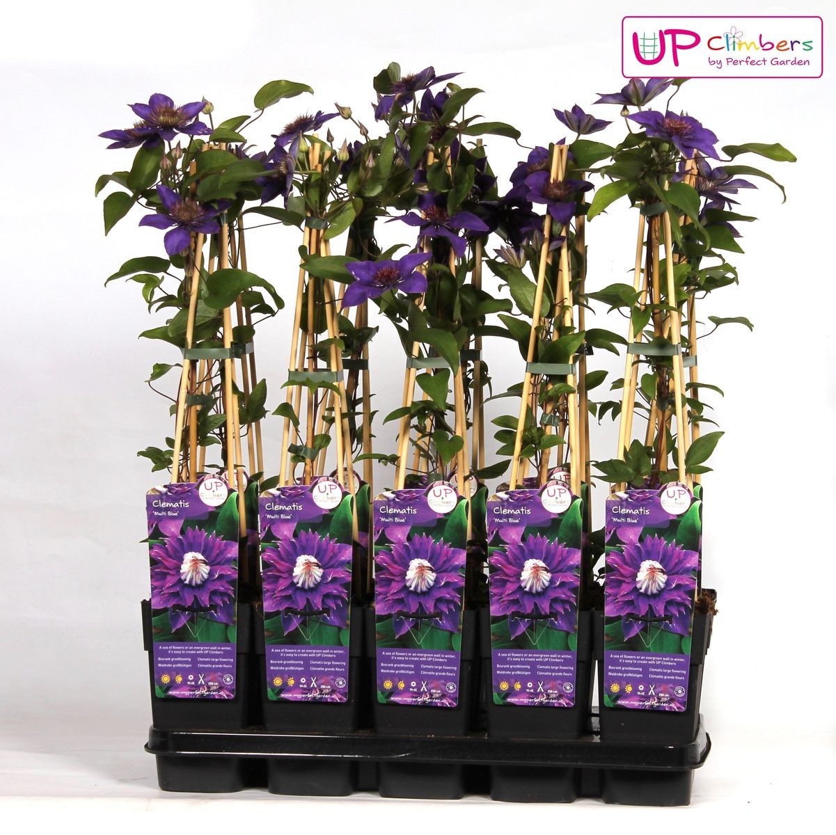 Planta Natural Tradescantia Spathacea 1 Ud Ø 6 Alt. 10_0