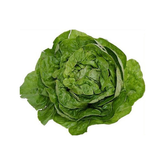 Muda de alface Málaga em vaso de 11 cm