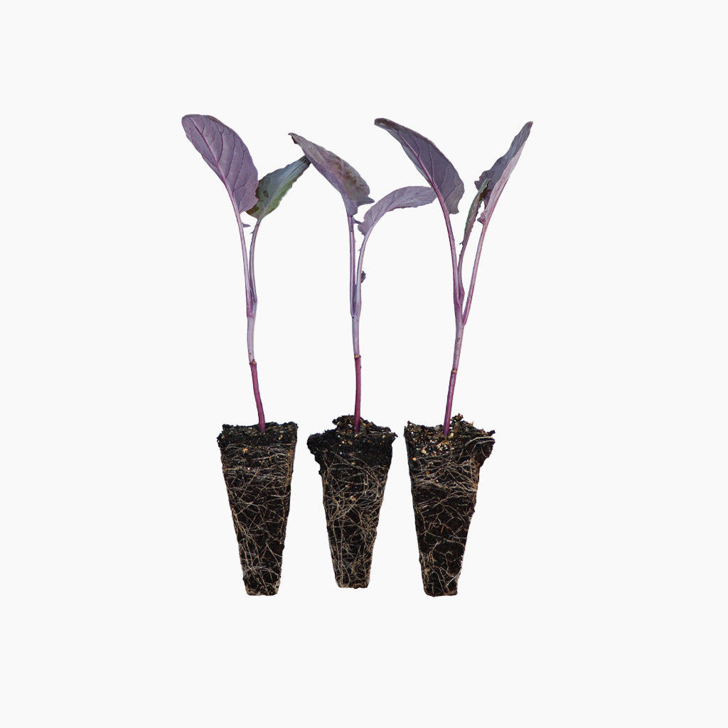 Plantón Brócoli Morado 3 Unidades - Plantabo_0