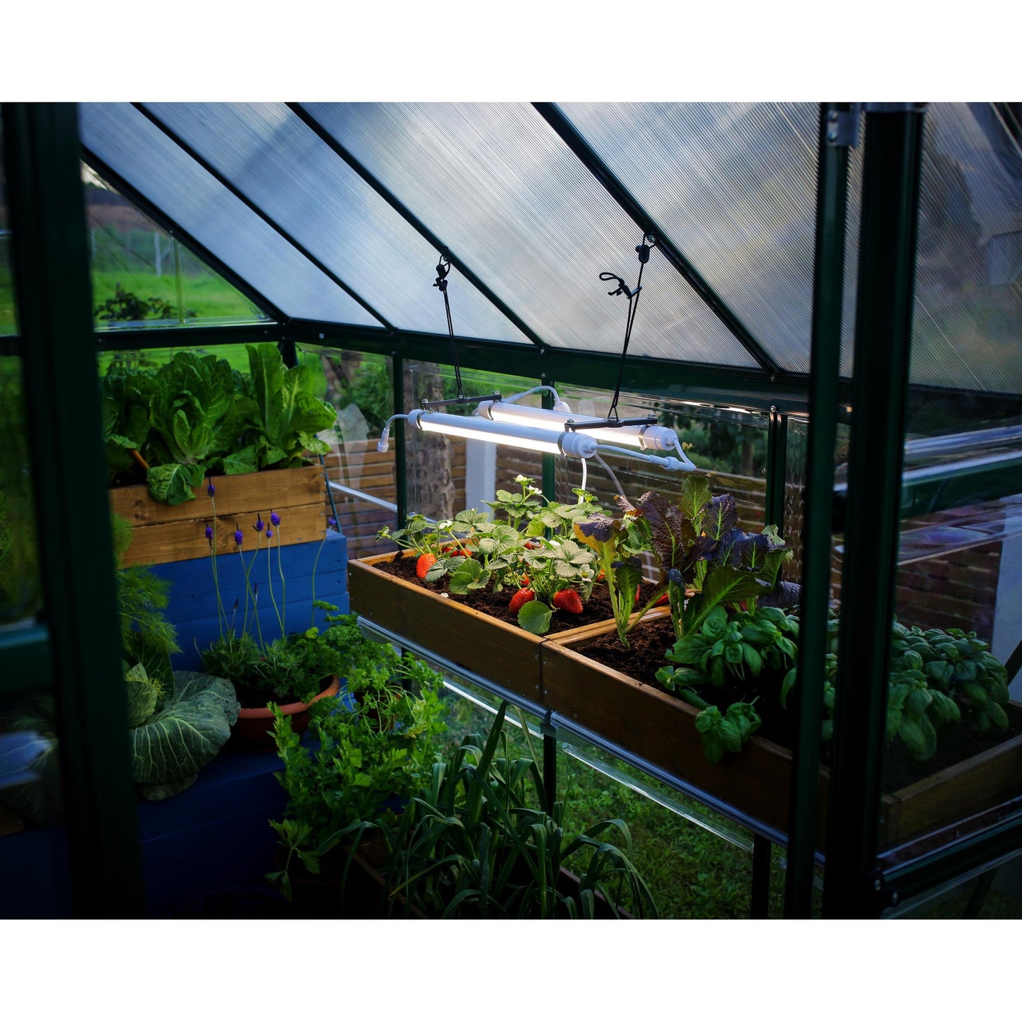 Luz de cultivo LED de espectro completo Brighton