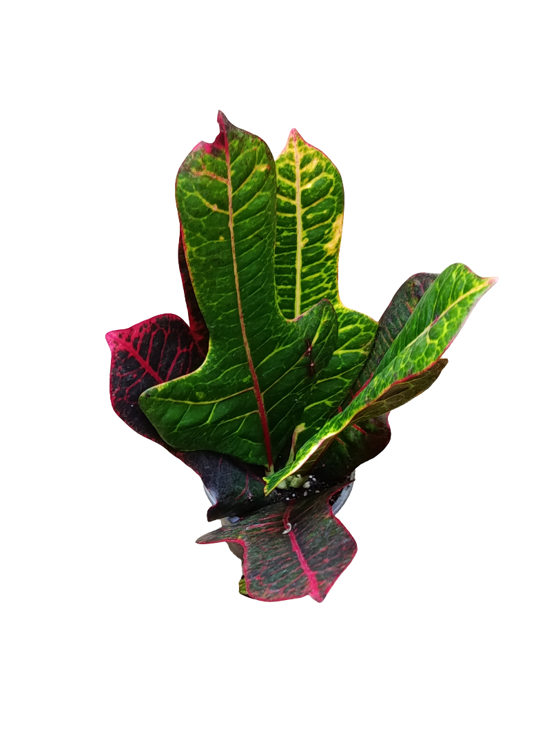 Croton Nervia Planta De Interior Ø9_0