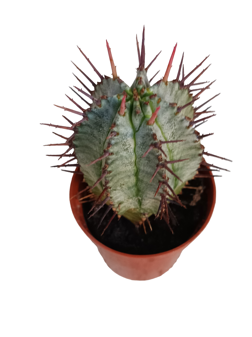 Euphorbia Horrida Planta Suculenta 5 Cms_0