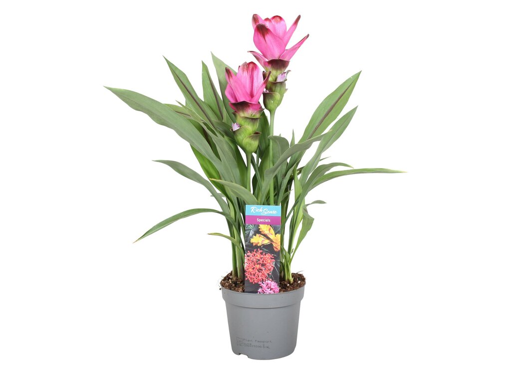 Curcuma Siam Splash M15 50cm_0