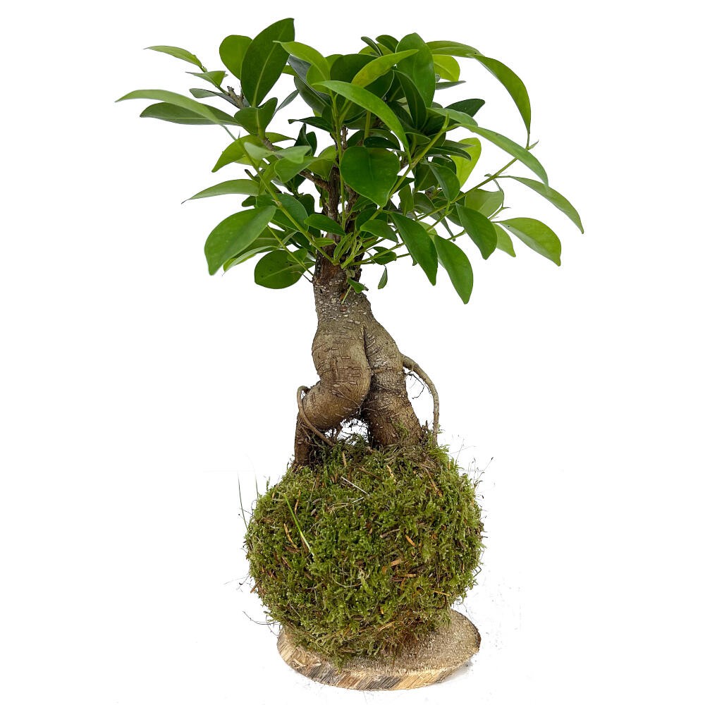 Kokedama Ficus Ginseng 50cm_2