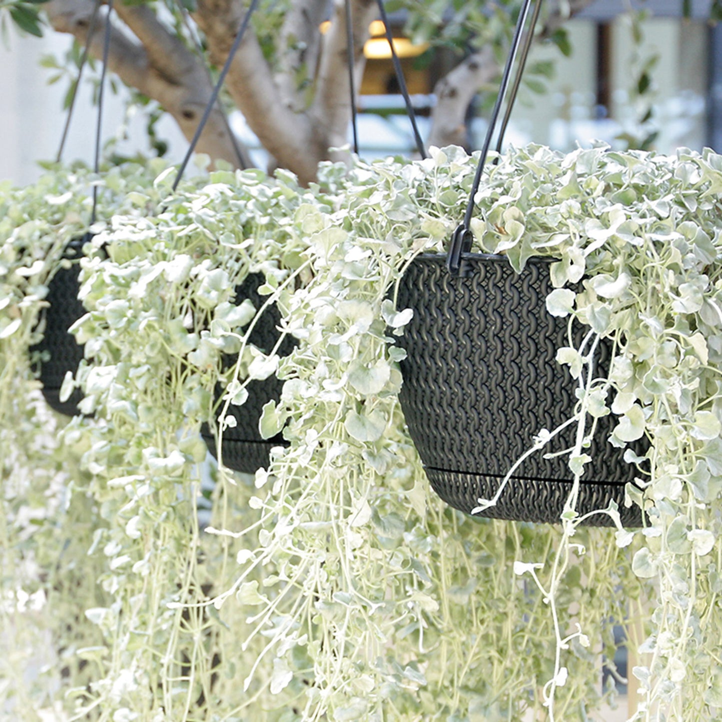 Maceta Redonda Colgante 3l Prosperplast Splofy De Plastico En Color Mocca, Ø23 X 14,5 Cm