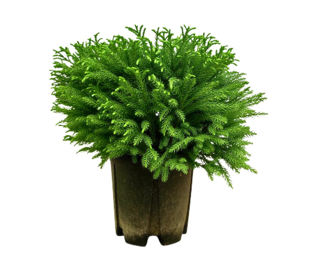Cryptomeria Japónica M24 30cm_0