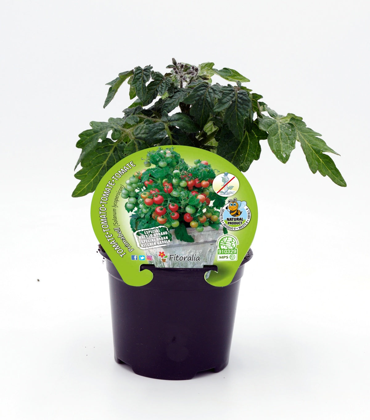 Plantón De Tomate Primabelle Natural En Maceta De 10,5 Cm. - Fitoralia_0