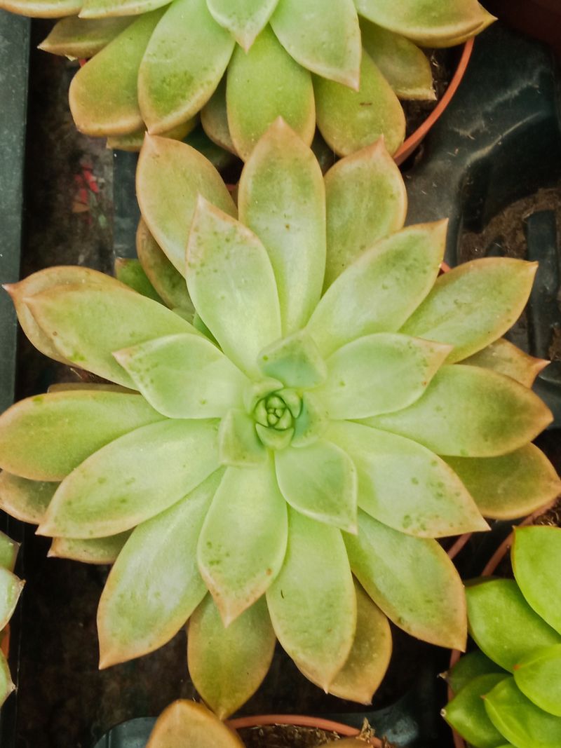Suculentas Y Cactus Variedad #54 Planta Sin Id_0