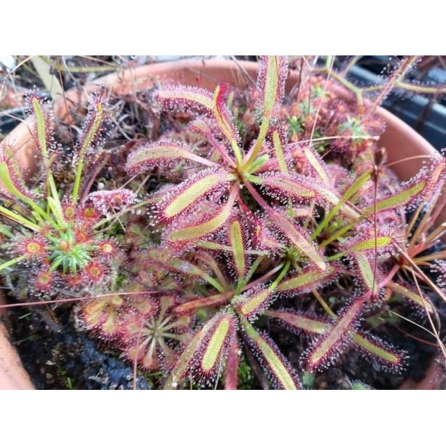 Sementes de plantas carnívoras mistas de Drosera