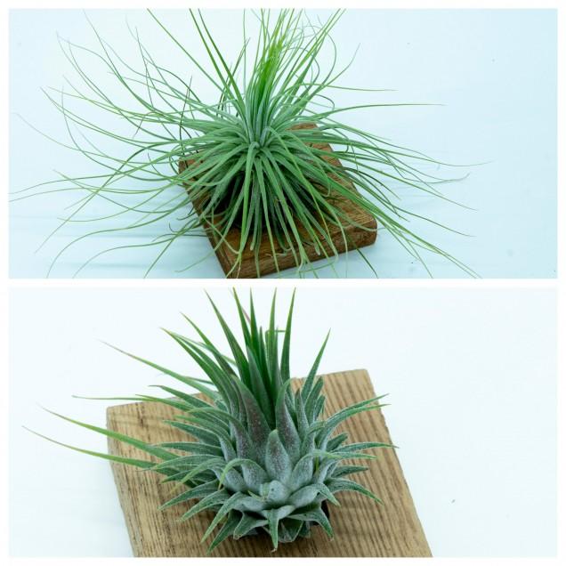 Pacote de Tillandsias