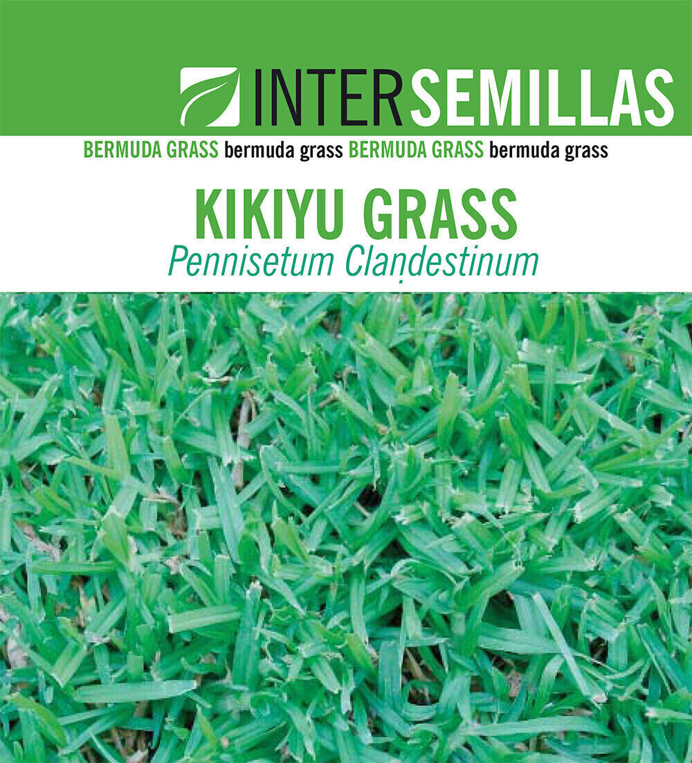 Semillas De Cesped Kikuyu Grass Caja De 1 Kg._0