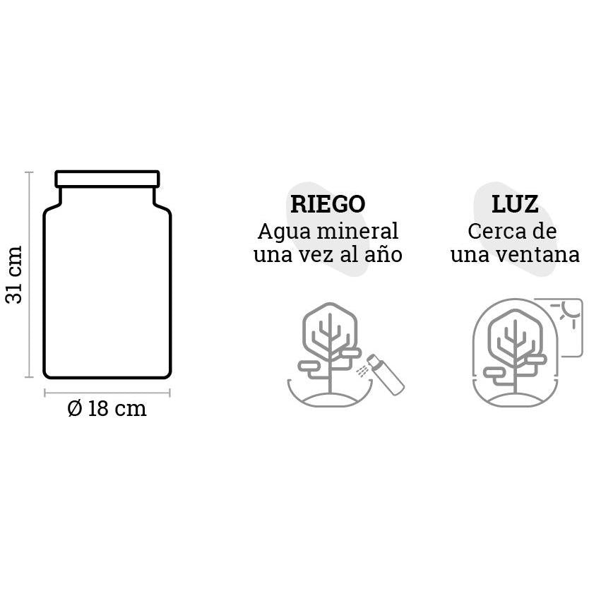 Terrário Irati Ficus Retusa Ø18 x 31 cm