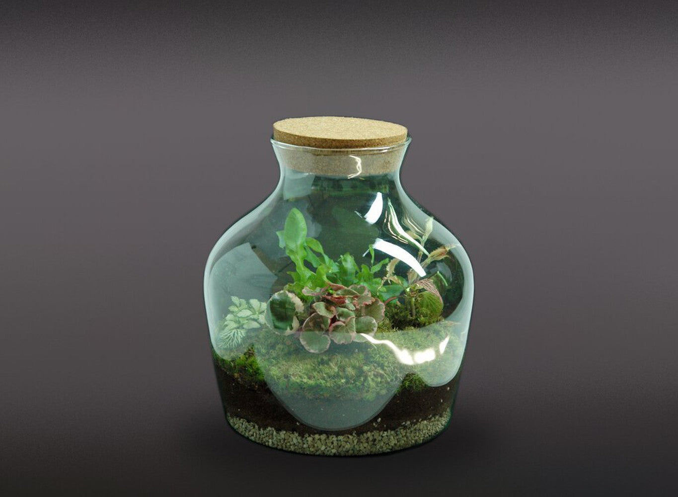 Terrario Planta Natural Micro Habitat Cristal Mix Plant 25x23 Cm Nanogarden_0